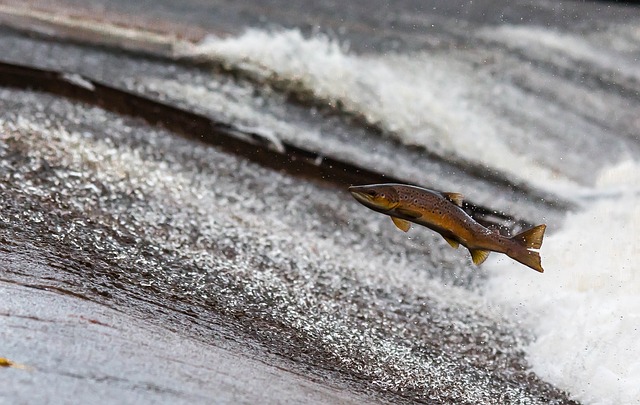 avis canne a peche au saumon