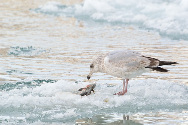 avis chauffage pour la peche sur glace