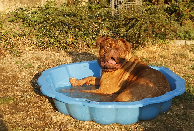 avis piscine pour chien