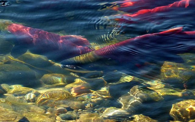 canne a peche au saumon