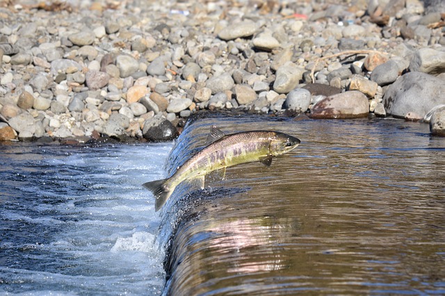 comparatif canne a peche au saumon