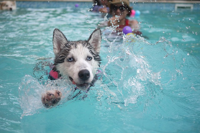 comparatif piscine pour chien