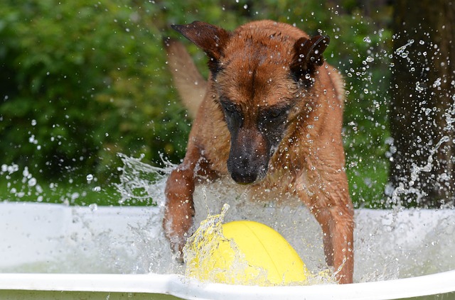 conseil piscine pour chien