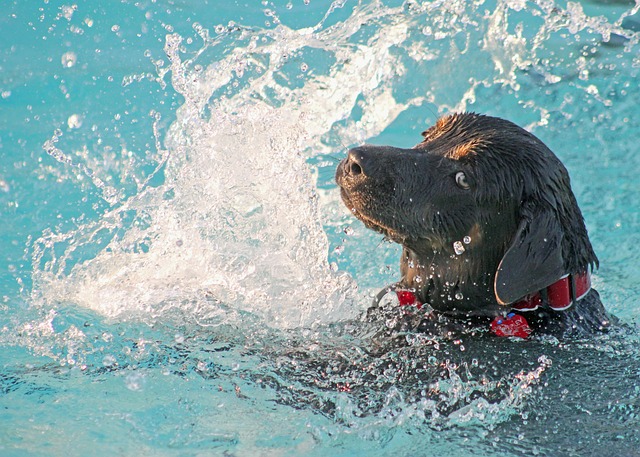 guide d'achat piscine pour chien