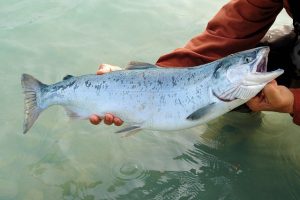 marque canne a peche au saumon