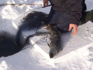 marque canne a peche sur glace