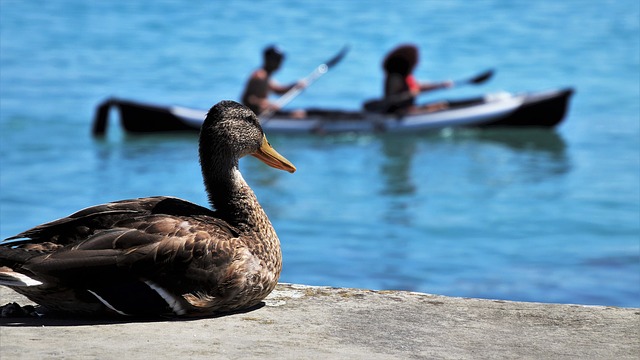 marque kayak de chasse au canard