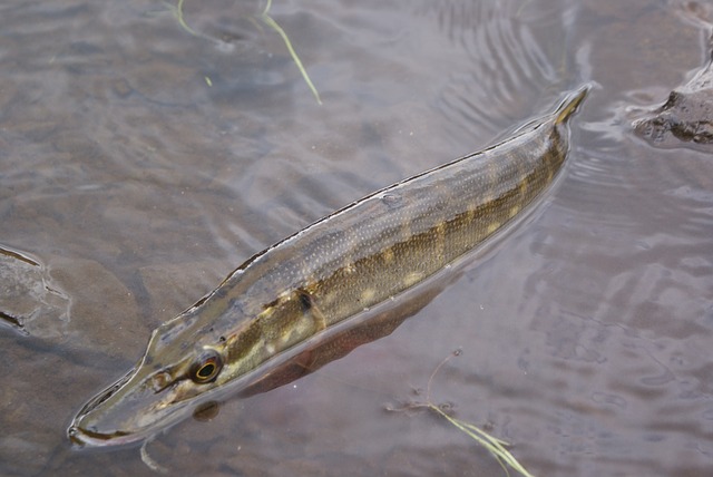 marque leurre pour le brochet