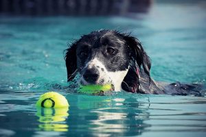 marque piscine pour chien