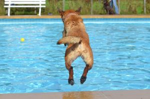 meilleur piscine pour chien