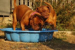 meilleurs piscine pour chien