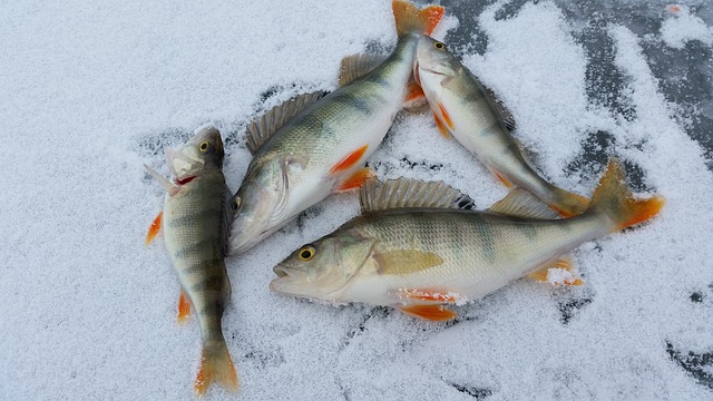 prix moulinet de peche sur glace