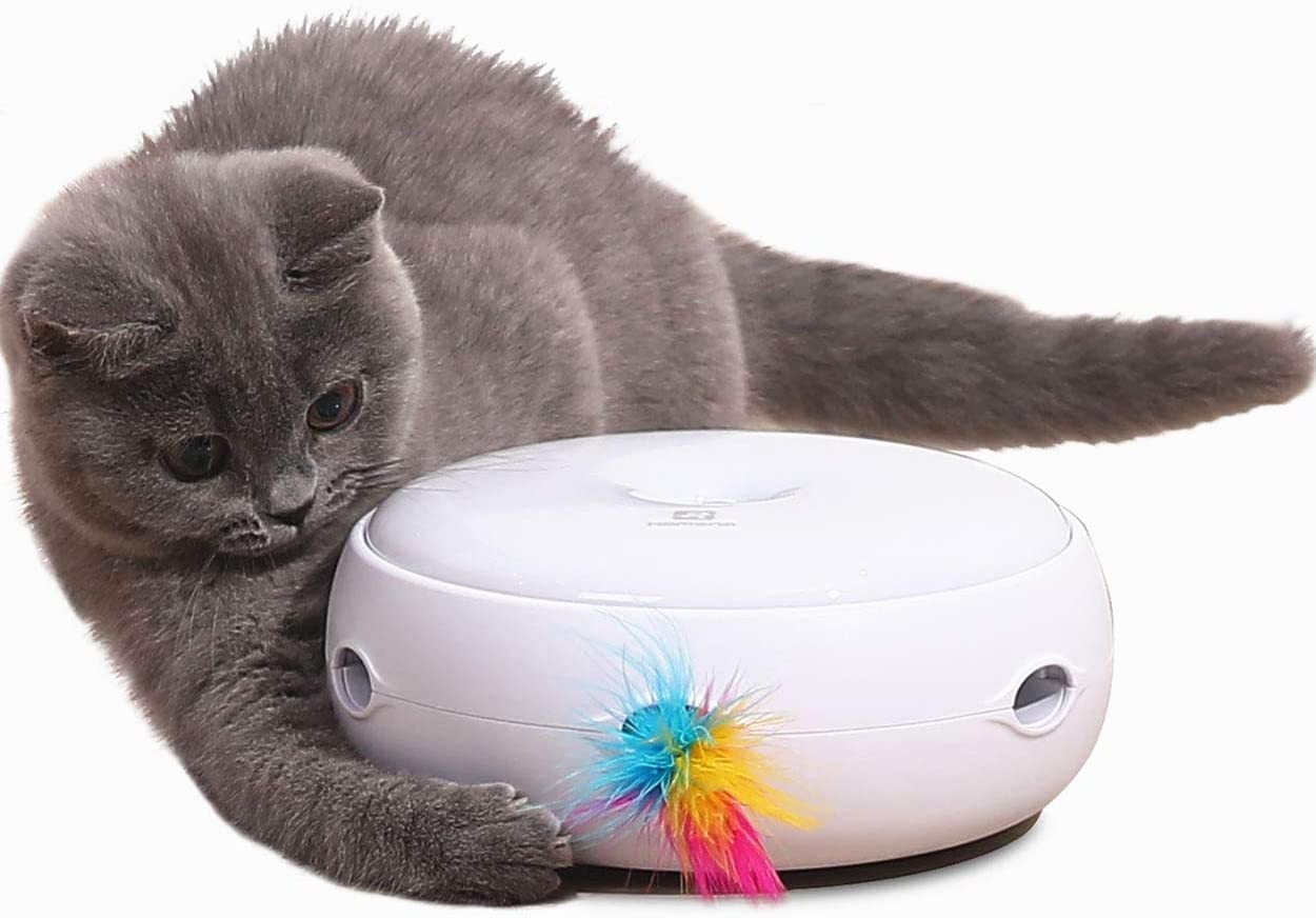 jouet interactif pour chat