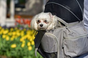 sac à dos pour chien