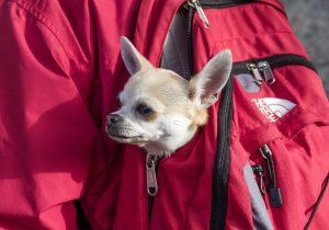 sacs de transport chiots