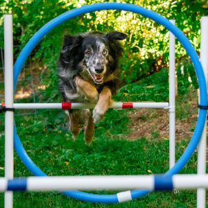 jeux d'intelligence chien