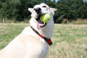 lanceurs pour chien