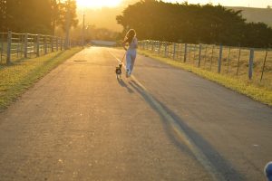 laisse de jogging pour chien