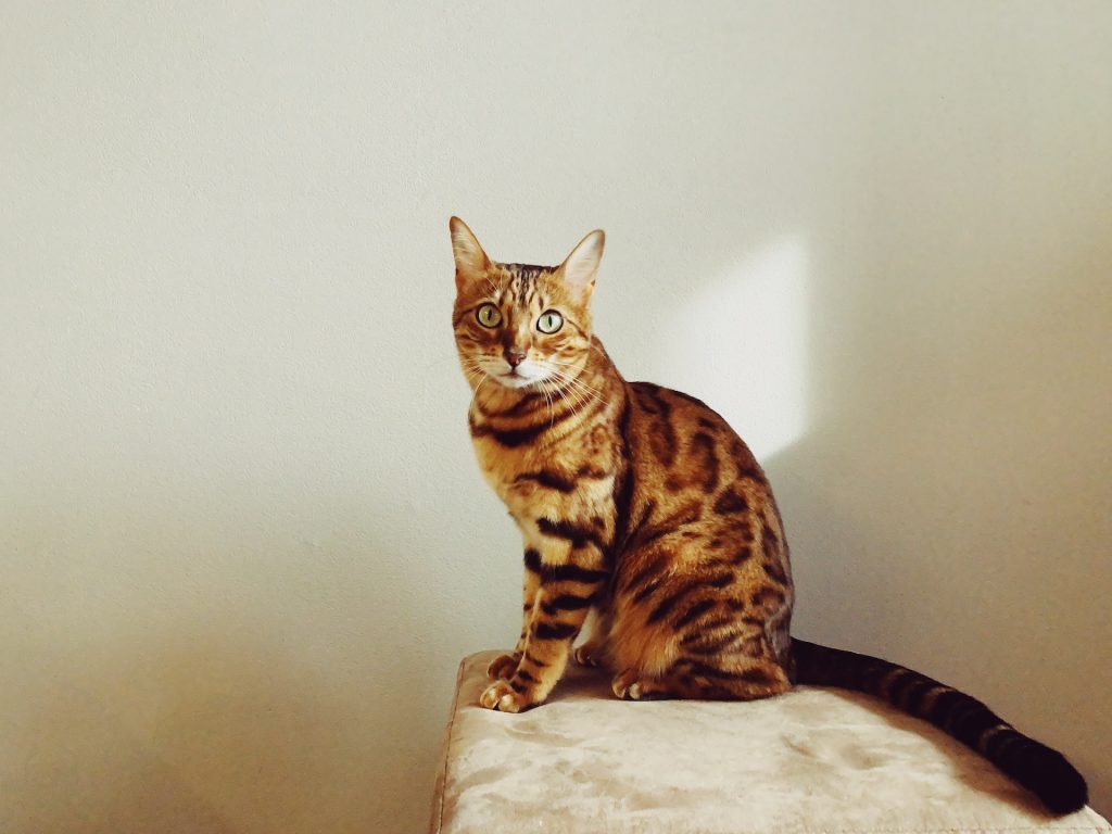 Que mange un chat bengal 3
