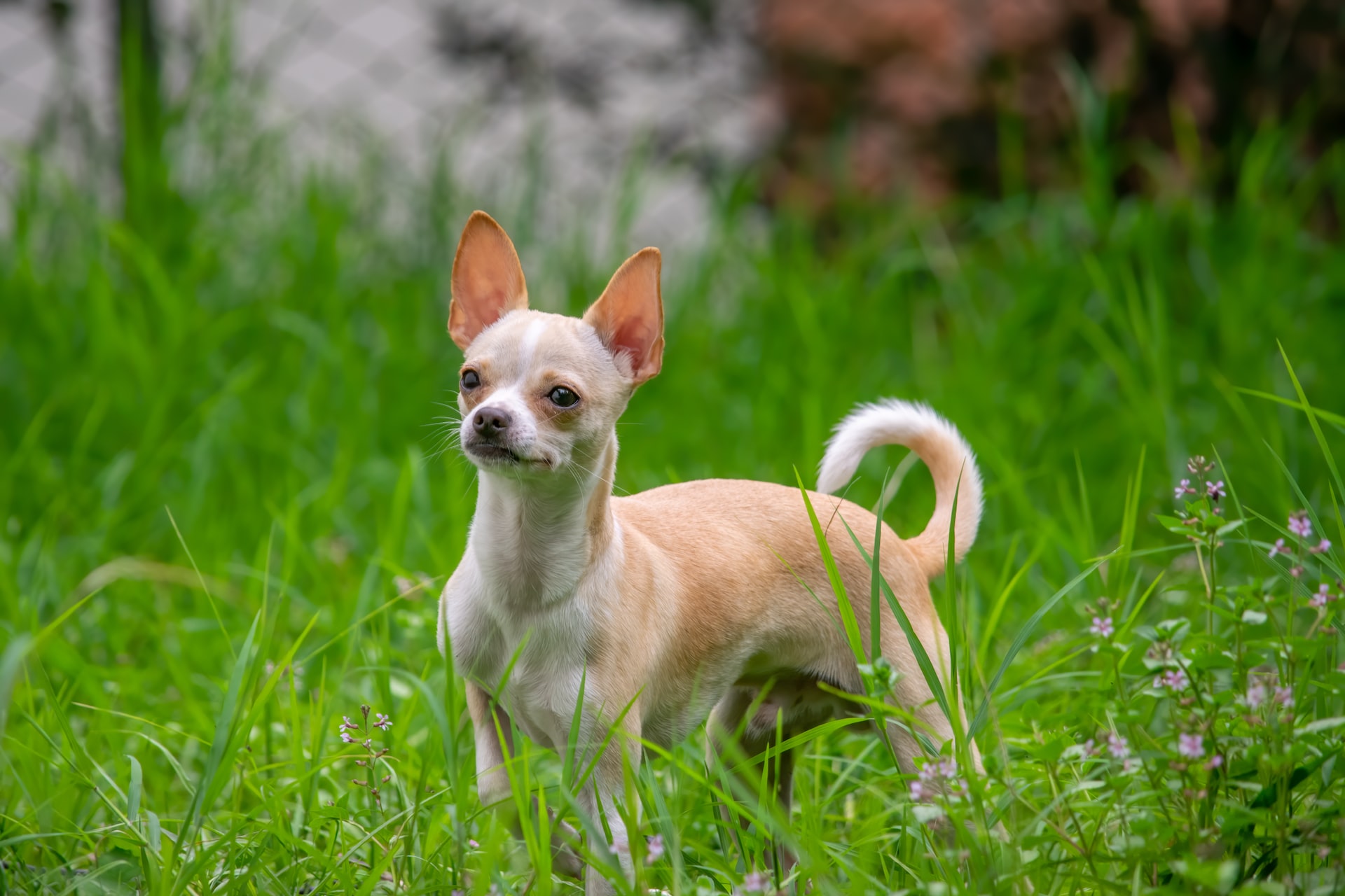 Que mange un chihuahua 2