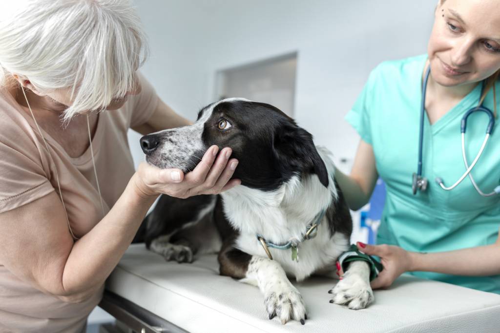 devis assurance santé chien